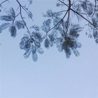 汽车小偷游戏下载